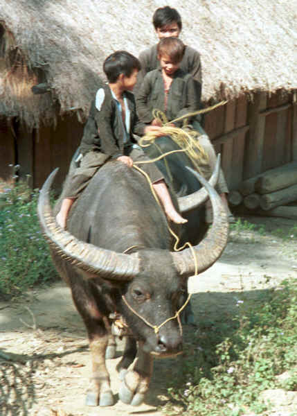 Green Hmong boys riding a buffalo out of the village in Lai Chau province, northern Vietnam 9510g04.jpg