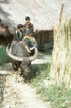 to Jpeg 36K Green Hmong boys riding a buffalo out of the village in Lai Chau province, northern Vietnam 9510g04.jpg