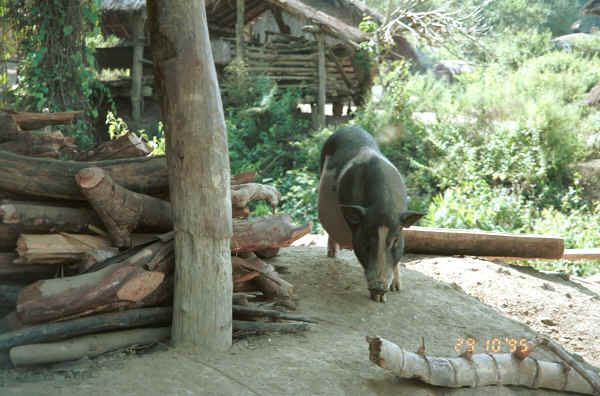 A pot bellied pig in a Green Hmong village in Lai Chau province, northern Vietnam 9510g10.jpg